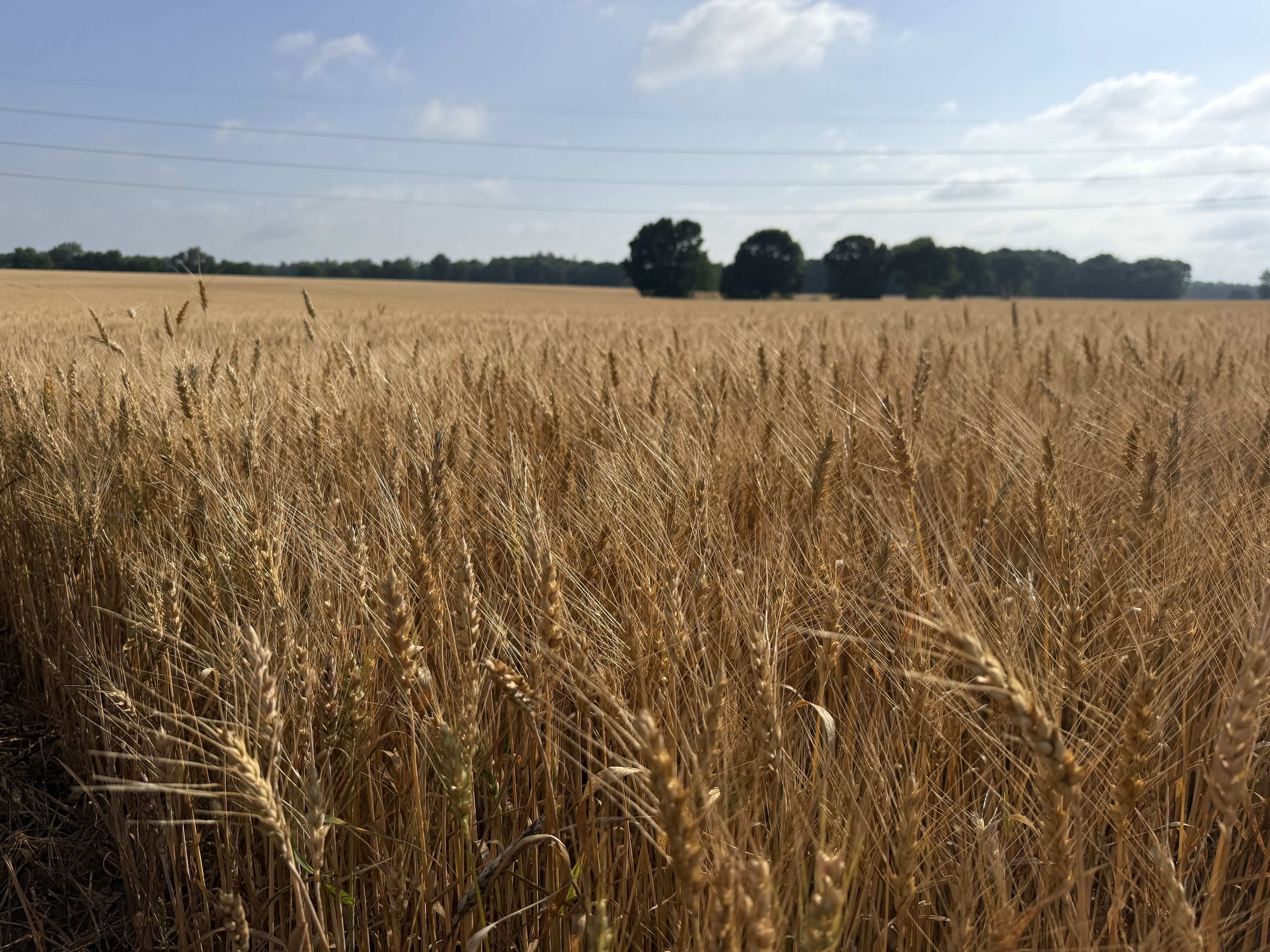 A golden wheat field 